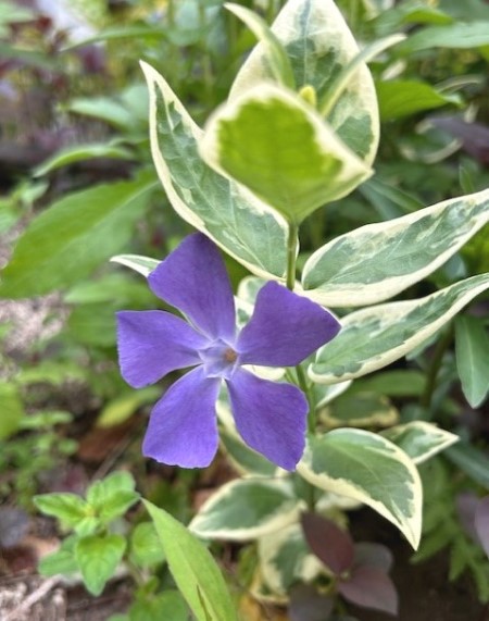 thumbnail_IMG_1230 (1)