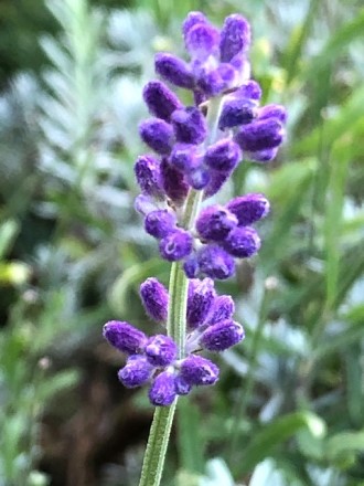 IMG_0444