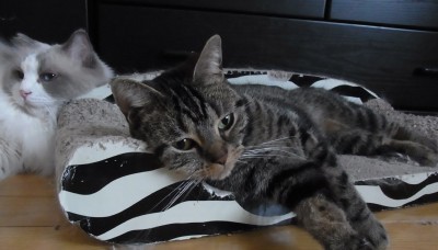 「猫だらけ」