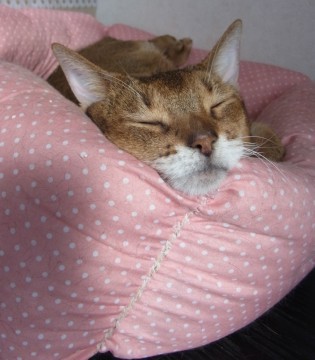 「猫だらけ」