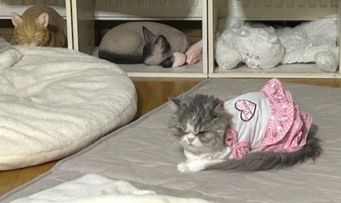 thumbnail_IMG_7099 (1)