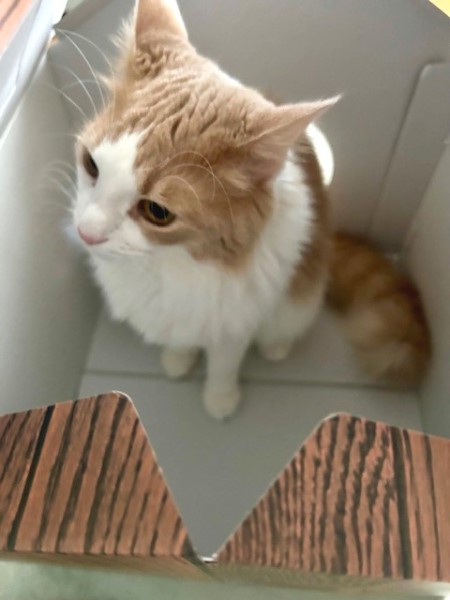 thumbnail_IMG_8366 (3)