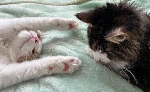 thumbnail_IMG_8272 (1)