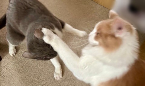 thumbnail_IMG_3563 (1)