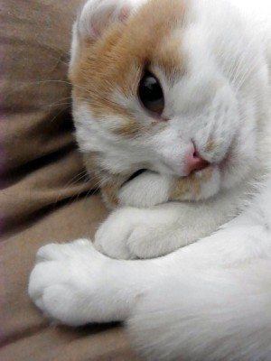 「猫だらけ」