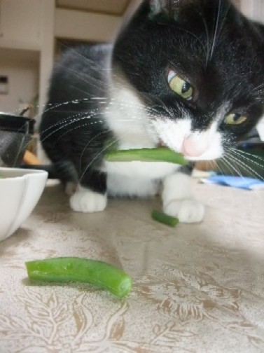 「猫だらけ」ウラン3