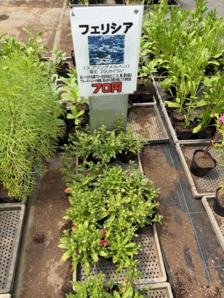 由仁町の花のまつうらさんへ行って来ました。 : 猫だらけ Powered by