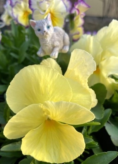 thumbnail_IMG_8945