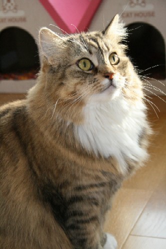 「猫だらけ」つみき.jpg2