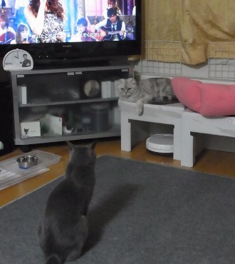 「猫だらけ」