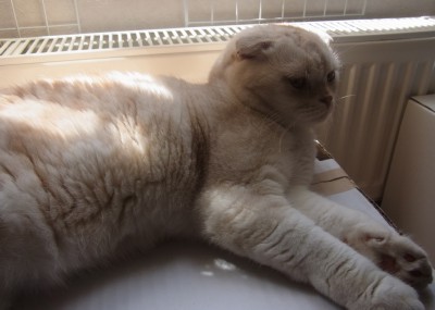 「猫だらけ」