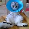 「猫だらけ」
