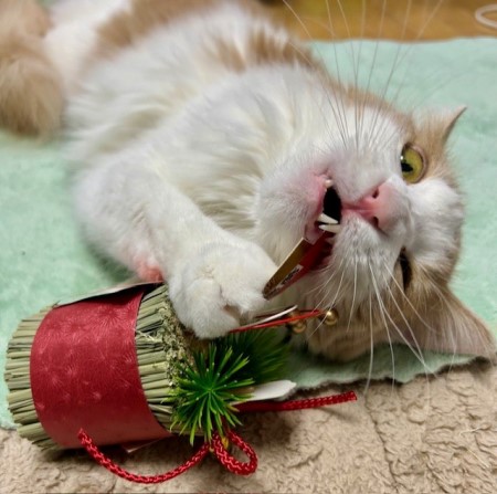 thumbnail_IMG_6058 (1)