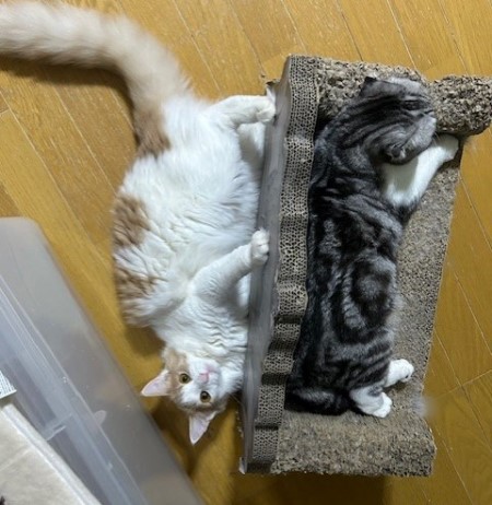 thumbnail_IMG_0759 (1)