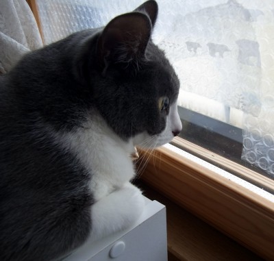「猫だらけ」