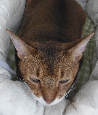 「猫だらけ」