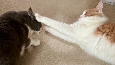 thumbnail_IMG_3560 (1)