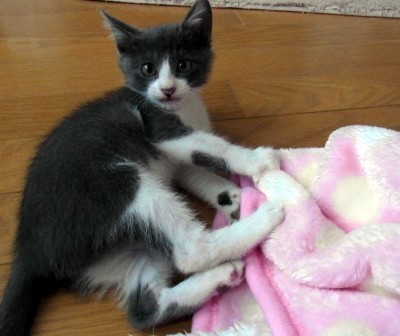 「猫だらけ」