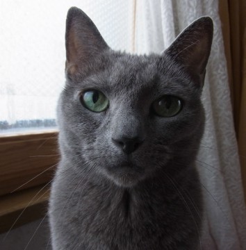 「猫だらけ」