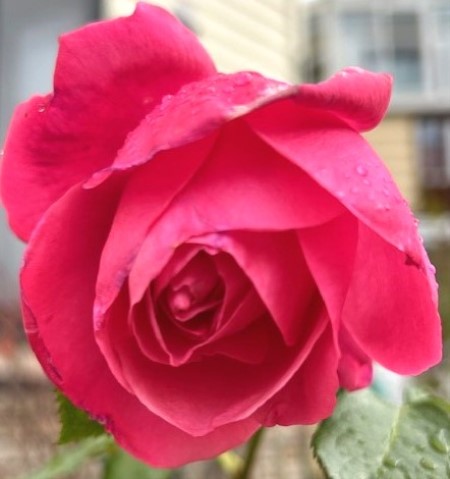 thumbnail_IMG_8396 (1)