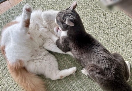 51a4bdbc-669e-4f4b-b7d6-f53bde8bbd8f