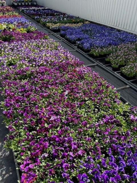 thumbnail_IMG_9244 (1)