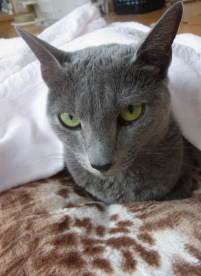 「猫だらけ」