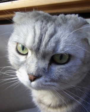 「猫だらけ」