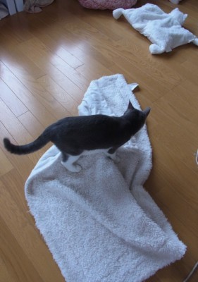 「猫だらけ」