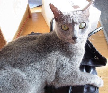 「猫だらけ」