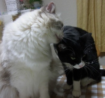 「猫だらけ」