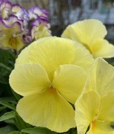 thumbnail_IMG_9559