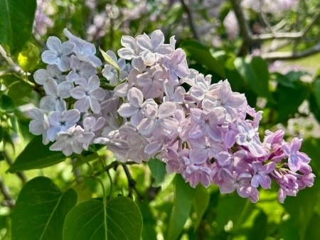 thumbnail_IMG_6828 (2)