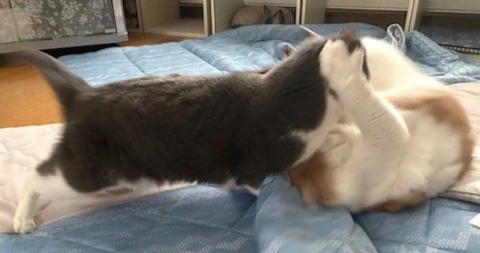 thumbnail_IMG_4244 (1)