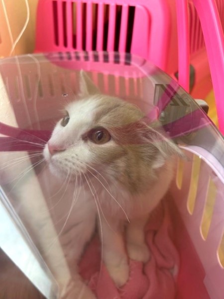 thumbnail_IMG_3694 (1)