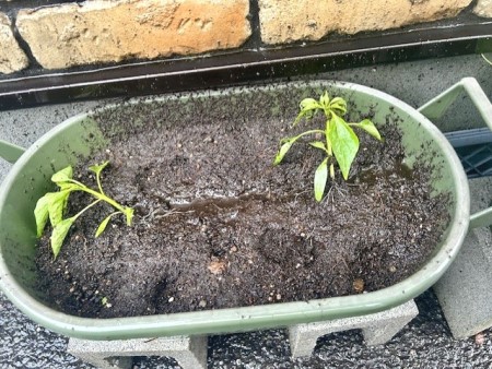 thumbnail_IMG_5466 (1)