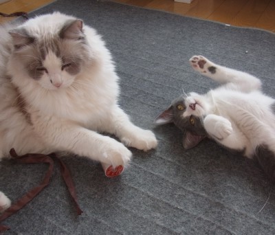 「猫だらけ」
