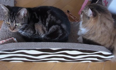 「猫だらけ」