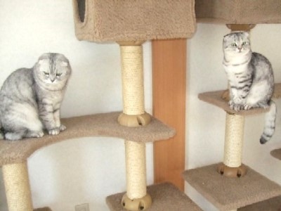 2008_0120猫写真0045