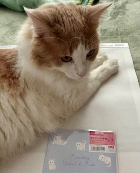 thumbnail_IMG_3027 (1)