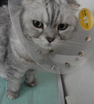 「猫だらけ」