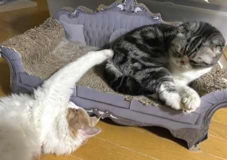 thumbnail_IMG_8921 (1)