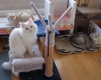 「猫だらけ」