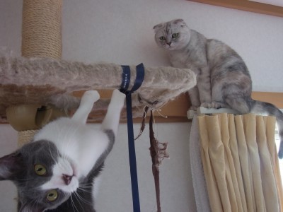 「猫だらけ」