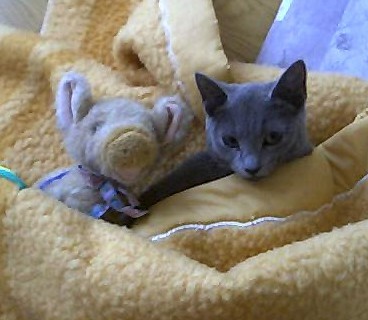 「猫だらけ」
