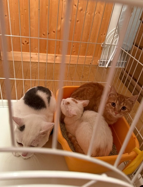 o1065138615694418194