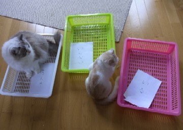 「猫だらけ」