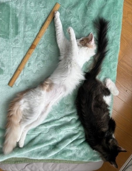 thumbnail_IMG_5307 (1)