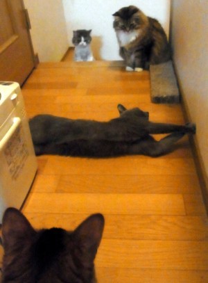 「猫だらけ」