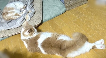 thumbnail_IMG_4652 (3)